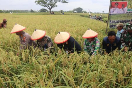 bupati dan wakil bupati blora turun ke sawah ikut panen raya