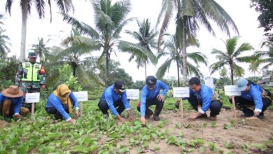PT Pertamina Hulu Kalimantan Timur Tanam 5000 Mangrove