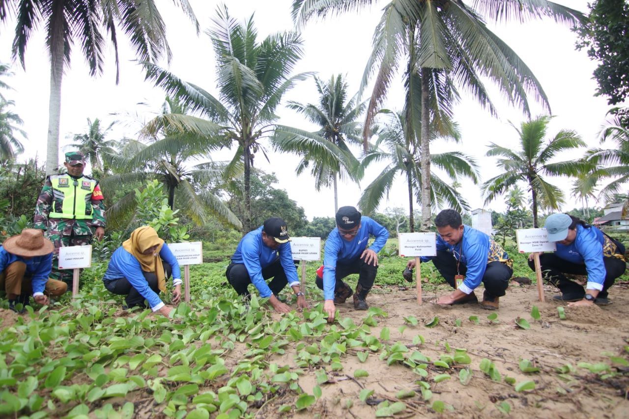 PT Pertamina Hulu Kalimantan Timur Tanam 5000 Mangrove