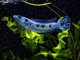 ikan channa