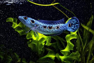 ikan channa
