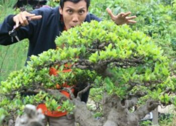 Hobi Unik, Menjelajahi Keindahan dan Keanekaragaman Bonsai Bersama Kapolsek Kradenan