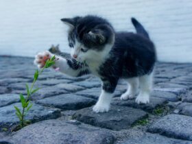 zodiak kucing