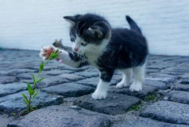 zodiak kucing