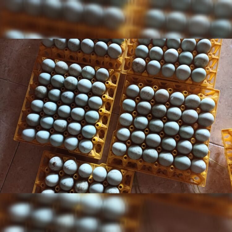 Produksi Telur Bebek di Blora, Melihat Peluang dan Tantangan