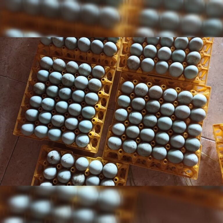 Produksi Telur Bebek di Blora, Melihat Peluang dan Tantangan