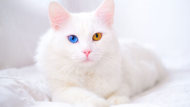 Kucing Termahal di Dunia