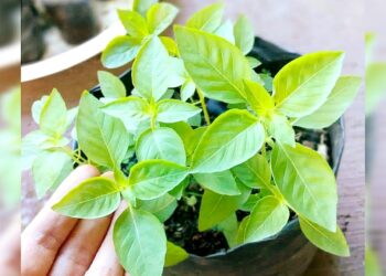 SIMAK NIH! Manfaat Daun Kemangi untuk Kesehatan