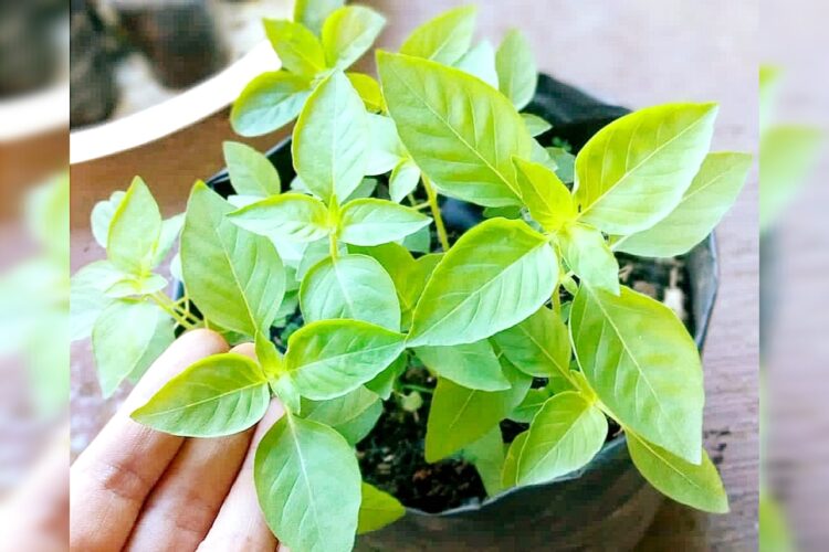 SIMAK NIH! Manfaat Daun Kemangi untuk Kesehatan