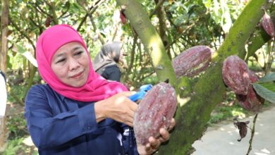 gubernur jawa tengah khofifah saat berada di Wisata di Blitar Kampung Coklat