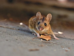 5 Umpan Ini Ampuh Mengusir Tikus di Rumah, Apakah Cocok Untuk Mengusir Tikus di Sawah Warga Kabupaten Blora?