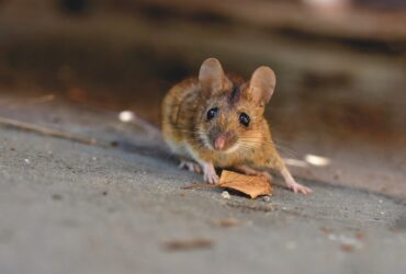 5 Umpan Ini Ampuh Mengusir Tikus di Rumah, Apakah Cocok Untuk Mengusir Tikus di Sawah Warga Kabupaten Blora