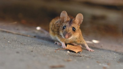 5 Umpan Ini Ampuh Mengusir Tikus di Rumah, Apakah Cocok Untuk Mengusir Tikus di Sawah Warga Kabupaten Blora