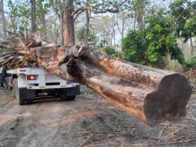 Kayu Jati Berusia Ratusan Tahun Menjadi Ikon Taman di Cepu