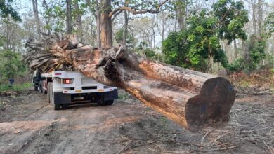 Kayu Jati Berusia Ratusan Tahun Menjadi Ikon Taman di Cepu