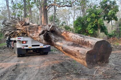 Kayu Jati Berusia Ratusan Tahun Menjadi Ikon Taman di Cepu