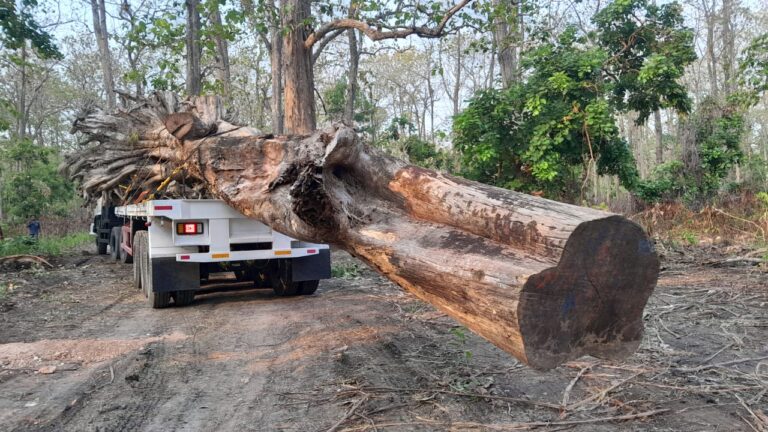 Kayu Jati Berusia Ratusan Tahun Menjadi Ikon Taman di Cepu