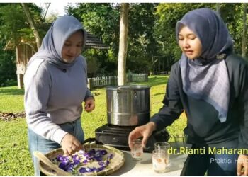 dr. Rianti Maharani merebus bunga telang