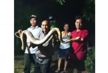 Banjir di Cepu, Ular Berbisa Menjadi Ancaman Warga