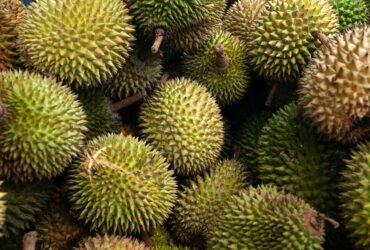 Buah durian di cepu