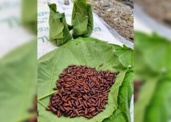 Ungker di Hutan Blora, Ulat Daun Jati Kuliner Khas Masyarakat Pinggir Hutan