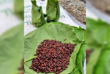 Ungker di Hutan Blora, Ulat Daun Jati Kuliner Khas Masyarakat Pinggir Hutan
