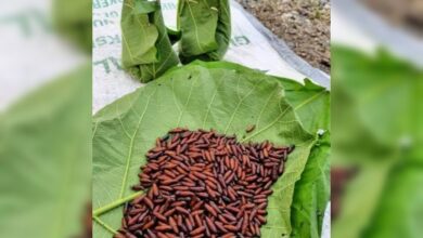 Ungker di Hutan Blora, Ulat Daun Jati Kuliner Khas Masyarakat Pinggir Hutan