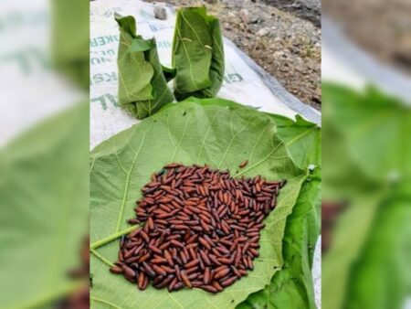 Ungker di Hutan Blora, Ulat Daun Jati Kuliner Khas Masyarakat Pinggir Hutan