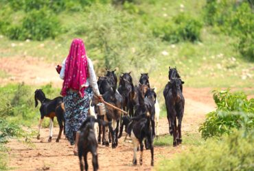 Perjuangan Ibu Penggembala Kambing dari Bojonegoro, Membangun Rumah Tanpa Tukang