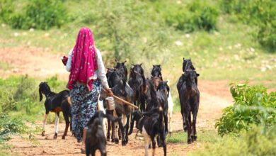Perjuangan Ibu Penggembala Kambing dari Bojonegoro, Membangun Rumah Tanpa Tukang