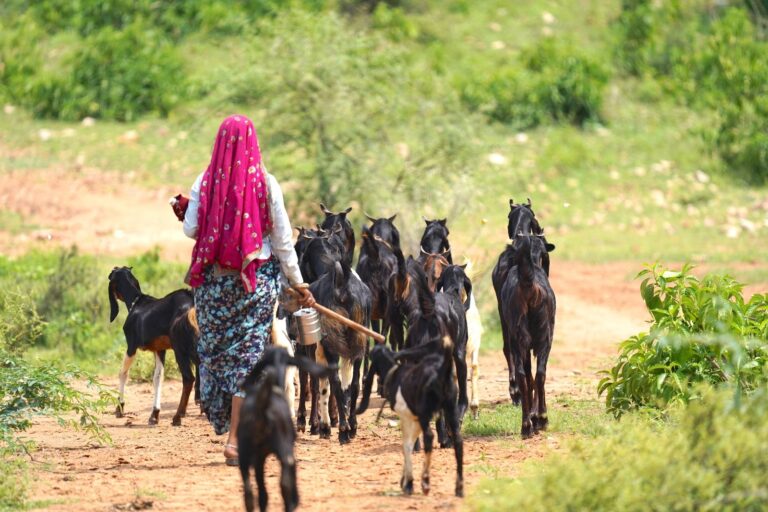 Perjuangan Ibu Penggembala Kambing dari Bojonegoro, Membangun Rumah Tanpa Tukang