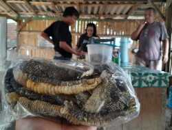 Kuliner Ekstrem, Menikmati Kelezatan Kerupuk Kulit Biawak