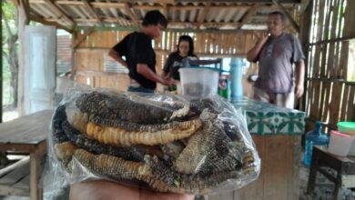 Kuliner Ekstrem, Menikmati Kelezatan Kerupuk Kulit Biawak