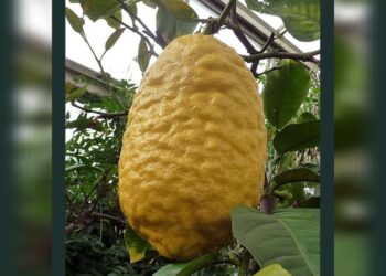Unik! Ada Buah Jeruk Mirip Pepaya, Dipercaya Punya Segudang Manfaat