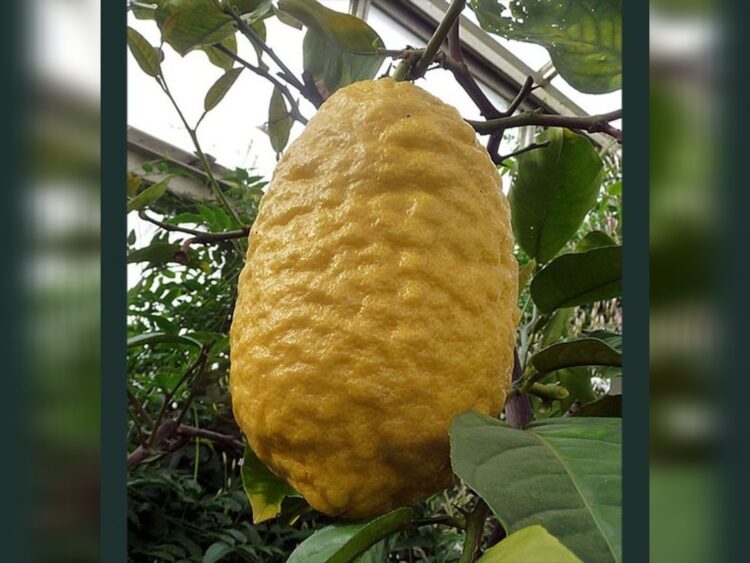 Unik! Ada Buah Jeruk Mirip Pepaya, Dipercaya Punya Segudang Manfaat