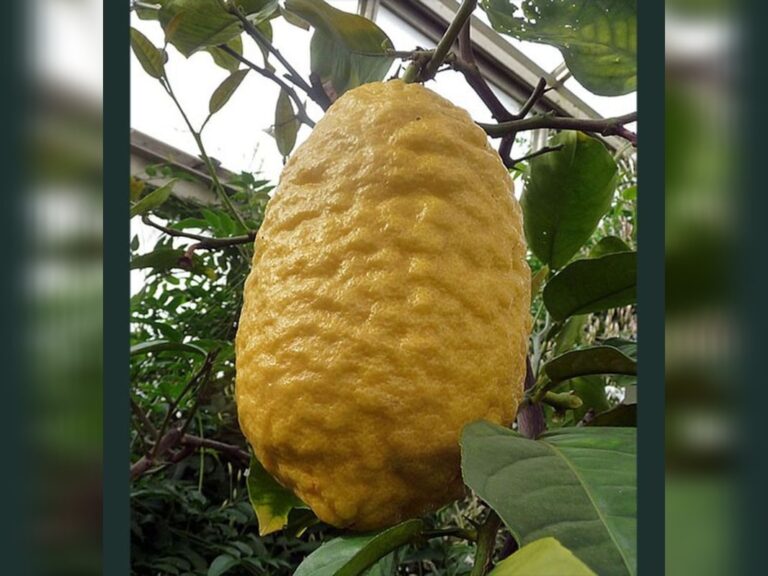 Unik! Ada Buah Jeruk Mirip Pepaya, Dipercaya Punya Segudang Manfaat