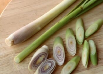 Cara Ampuh Mengusir Nyamuk dengan Bahan Alami di Rumah