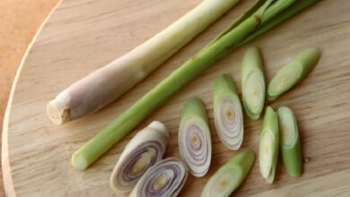 Cara Ampuh Mengusir Nyamuk dengan Bahan Alami di Rumah