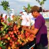 PILIH_BUAH_RAMBUTAN