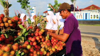 Musim Rambutan Tiba, Pedagang Dadakan Menjamur