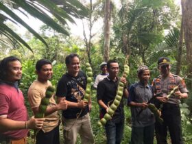 Petai Raksasa : Fenomena Langka yang Membuatmu Terkagum-Kagum