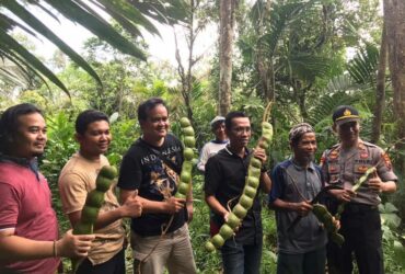 Petai Raksasa : Fenomena Langka yang Membuatmu Terkagum-Kagum
