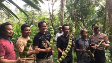 Petai Raksasa : Fenomena Langka yang Membuatmu Terkagum-Kagum