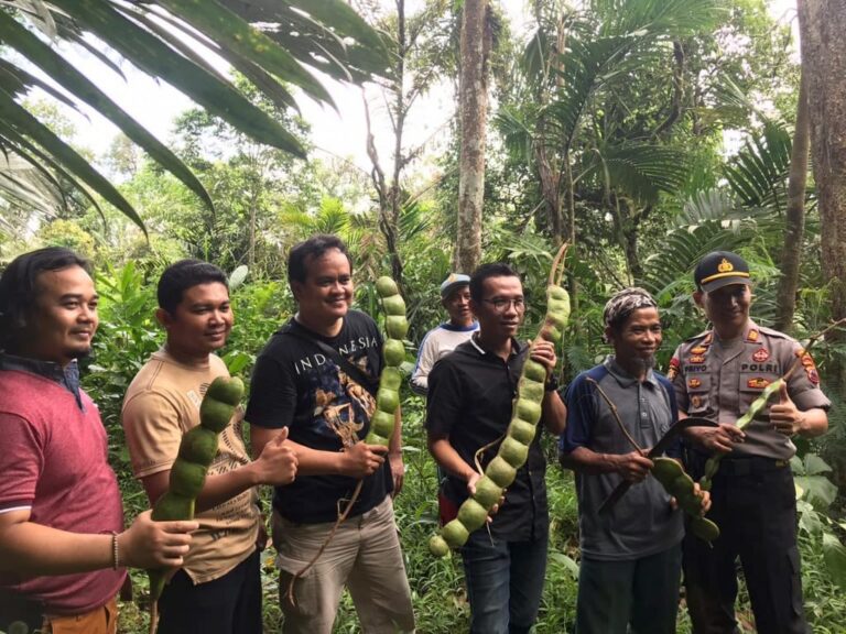 Petai Raksasa : Fenomena Langka yang Membuatmu Terkagum-Kagum