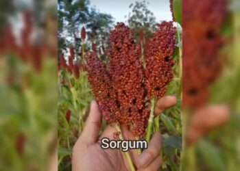 Sorgum Sebagai Sumber Karbohidrat Pengganti Nasi yang Menyehatkan