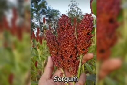 Sorgum Sebagai Sumber Karbohidrat Pengganti Nasi yang Menyehatkan