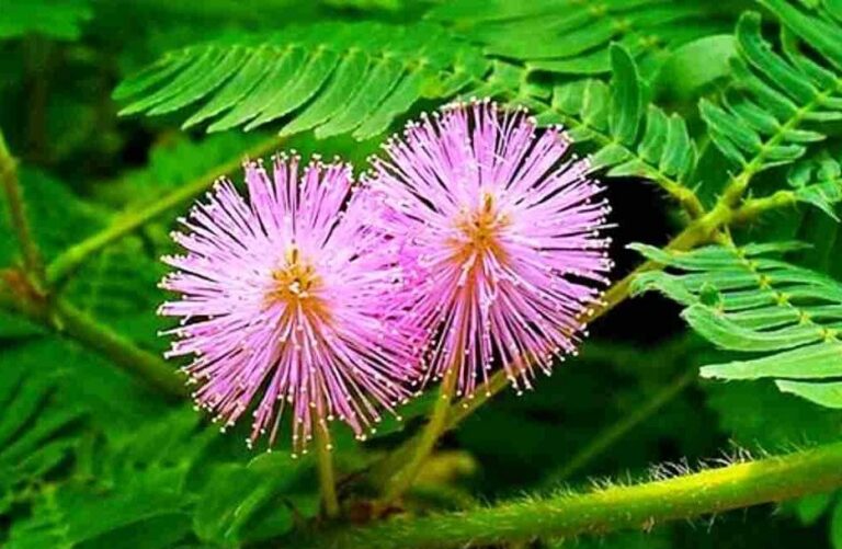 Putri Malu, Tanaman Liar Dibandrol dengan Harga Rp150.000 di Swiss