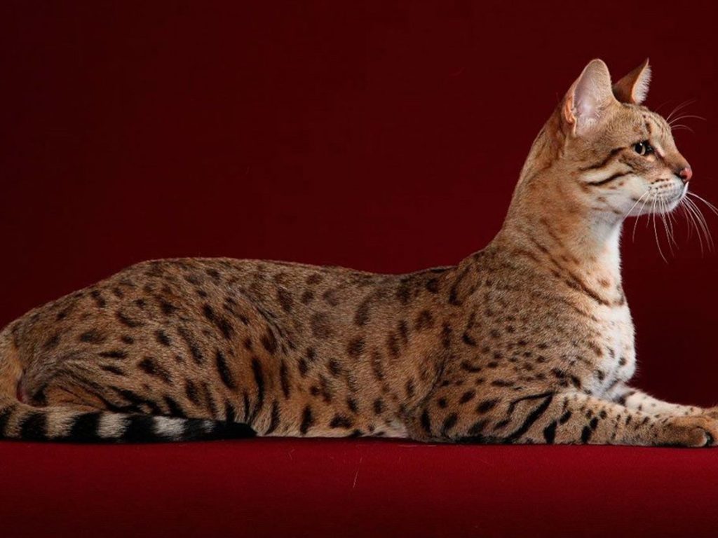 Asal Usul Kucing Ashera, Kucing Termahal di Dunia Setara Harga Apartemen Mewah