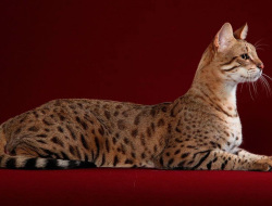 Asal Usul Kucing Ashera, Kucing Termahal di Dunia Setara Harga Apartemen Mewah