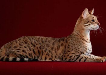 Kucing Termahal di Dunia